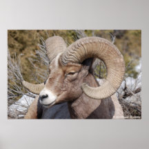 Ovejas de Bighorn Impresiones