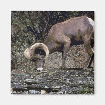 Ovejas de carnero con grandes cuernos de Californi Imán Para Frigorífico
