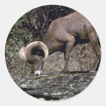 Ovejas de carnero con grandes cuernos de Californi Etiquetas Redondas
