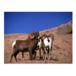 Ovejas de carnero con grandes cuernos de la montañ postal