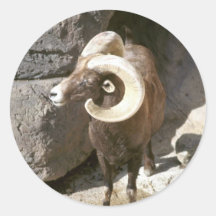 Ovejas de carnero con grandes cuernos del desierto etiqueta redonda