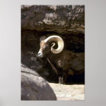 Ovejas de carnero con grandes cuernos del desierto poster