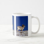 Ovejas de Dall (espolón grande en horizonte nevoso Taza De Café