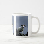 Ovejas de Dall (espolón grande) Taza