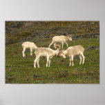 Ovejas de Dall Posters