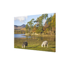 Ovejas de Herdwick en el risco de los frailes, Der Impresion De Lienzo