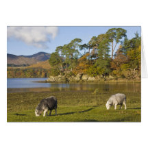 Ovejas de Herdwick en el risco de los frailes, Der Tarjetón