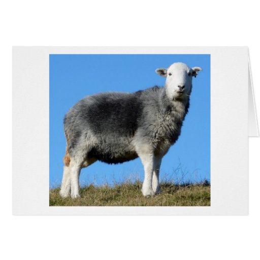 Ovejas de Herdwick Felicitaciones