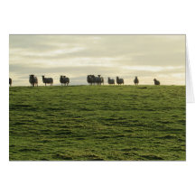 Ovejas de Herdwick Tarjeta