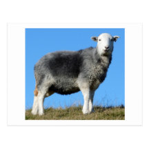 Ovejas de Herdwick Tarjetas Postales