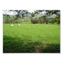 Ovejas en el campo foto
