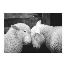 Ovejas lanosas del amor (en B&W) Impresiones En Lona