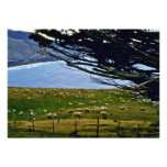 Ovejas que pastan, área de Christchurch, isla del  Invitaciones Personalizada