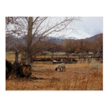 Ovejas que pastan en la postal de la granja