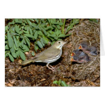 Ovenbird con los jóvenes felicitaciones