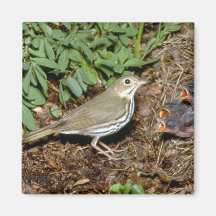 Ovenbird con los jóvenes imanes para frigoríficos