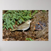 Ovenbird con los jóvenes posters