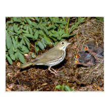 Ovenbird con los jóvenes tarjeta postal