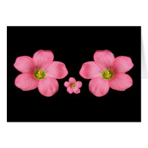 Oxalis florece la tarjeta del ~