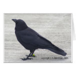 P2160_crow-alki Felicitación