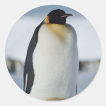 Padre y polluelo del pingüino pegatina