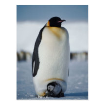 Padre y polluelo del pingüino tarjetas postales