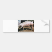 país del cerdo etiqueta de parachoque