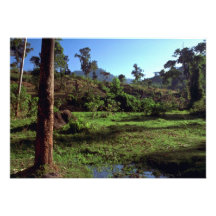 Paisaje del bosque comunicados personalizados