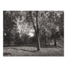 Paisaje del otoño, parque del Bute, Cardiff Arte Fotográfico