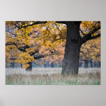 paisaje del otoño poster