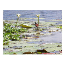 Pájaro acuático postales