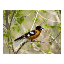 Pájaro anaranjado y negro tarjeta postal