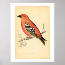Pájaro antiguo del Crossbill del rosa del pinzón d Poster