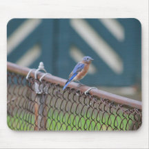 Pájaro azul alfombrillas de ratón