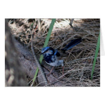 Pájaro azul del petirrojo tarjetón