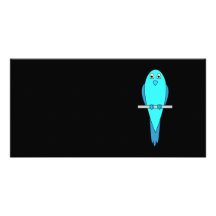 Pájaro azul lindo. Parakeet. Negro Tarjeta Fotográfica