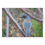 Pájaro azul tarjetón