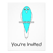 Pájaro azul y blanco. Budgie. Comunicado Personalizado