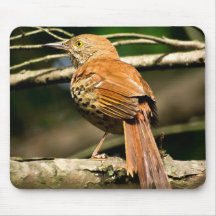 Pájaro de estado de Georgia - Brown Thrasher Tapete De Ratón