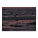 Pájaro de mar de la puesta del sol cerca de San Di Felicitación