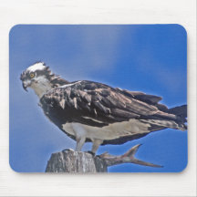 Pájaro de Osprey Alfombrilla De Ratones