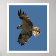 Pájaro de Osprey y impresión de los pescados del h Posters