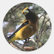 Pájaro de tarde etiqueta