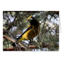 Pájaro de tarde felicitacion 