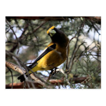 Pájaro de tarde postales