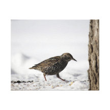Pájaro del invierno impresiones en lona estiradas