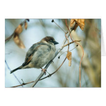Pájaro del invierno tarjetón