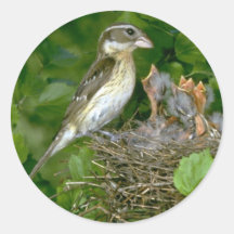 Pájaro del Rosa-breasted (femenino) con los jóvene Etiqueta Redonda