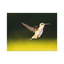 Pájaro del tarareo en vuelo lona envuelta para galerias