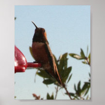 Pájaro del tarareo poster